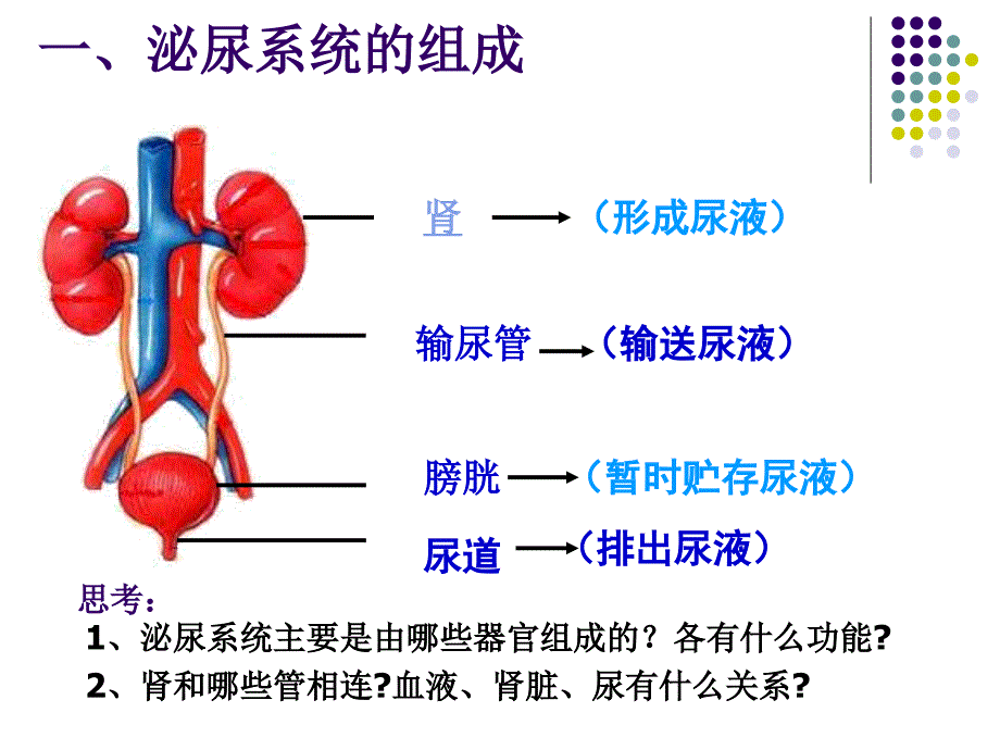 五章人内的废物的排出_第3页