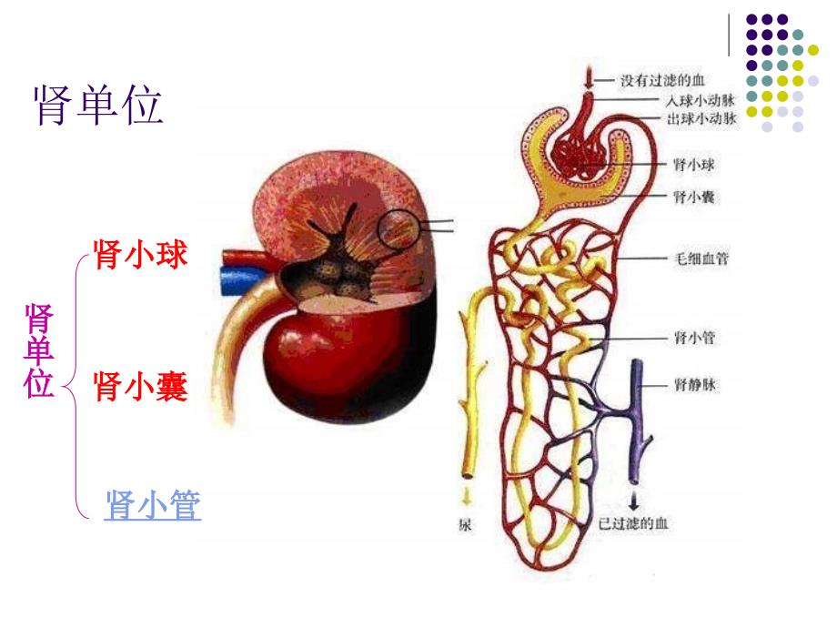 五章人内的废物的排出_第4页