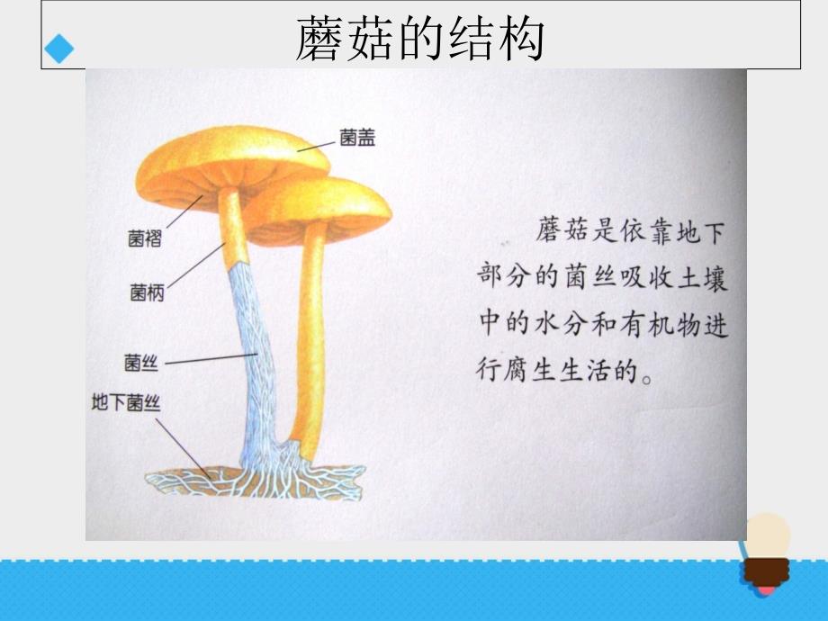 六年级上册科学课件第一单元食用菌青岛版_第3页