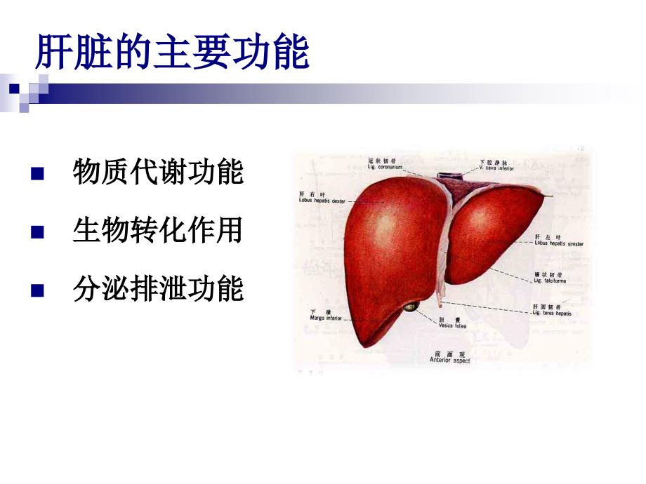 肝脏病常用的室检查课件_第2页