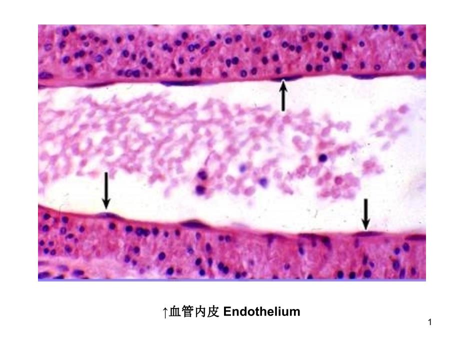 组织学与胚胎学图片考试ppt课件_第1页