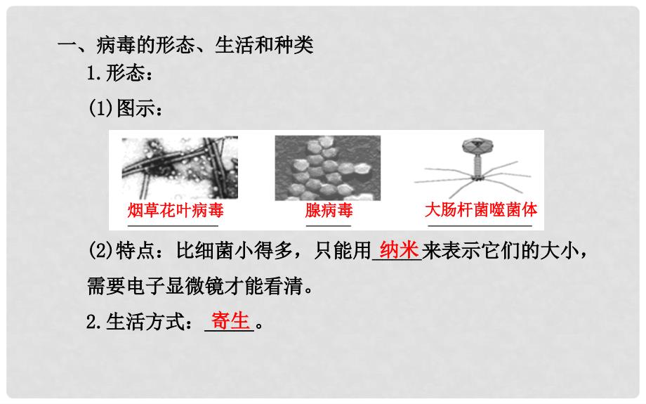 八年级生物上册 5.1.2 病毒课件（1）（新版）冀教版_第3页