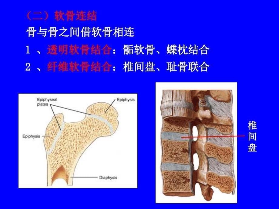 骨连接pt课件_第5页