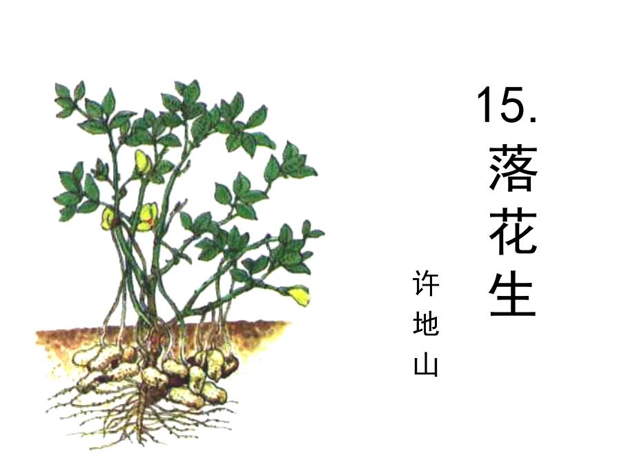 15落花生(第二课时）_第1页