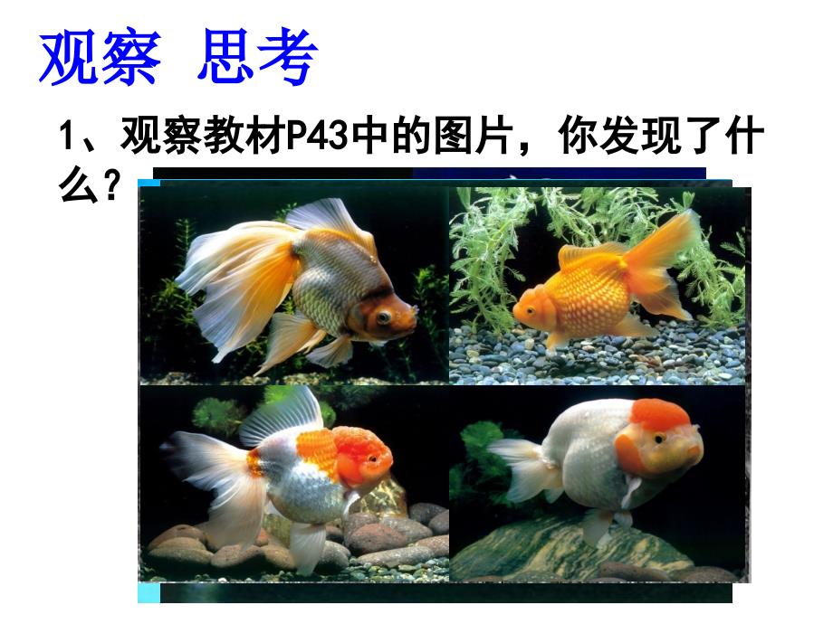 新人教版八年级下册生物的变异2_第4页