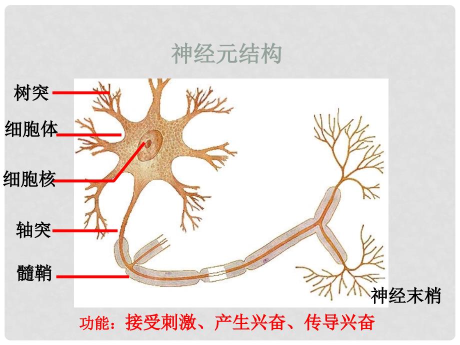 七年级生物下册 第十二章 第二节 人体的神经调节课件3 （新版）苏教版_第3页