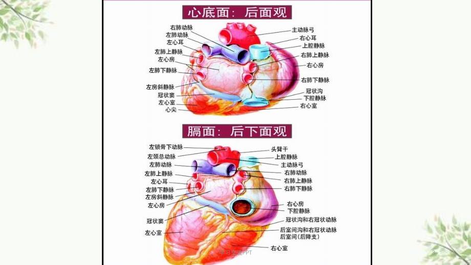 冠心病最新讲义课件_第3页