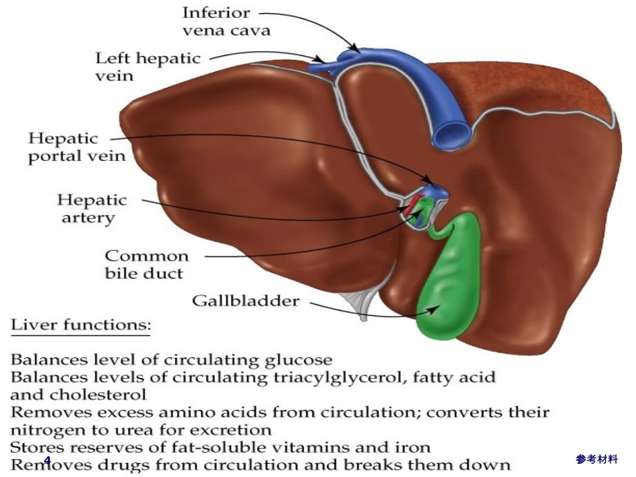 肝脏病常用实验室检查内容详析_第4页