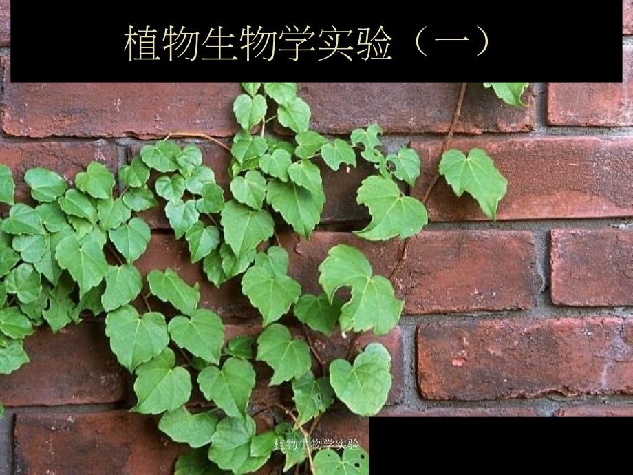 植物生物学实验课件_第1页