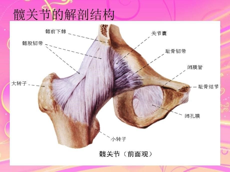 髋关节脱位ppt课件_第5页