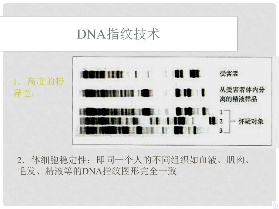 高中生物 第3章 第4节 基因是有遗传效应的DNA片段（二）课件 新人教版必修2_第2页