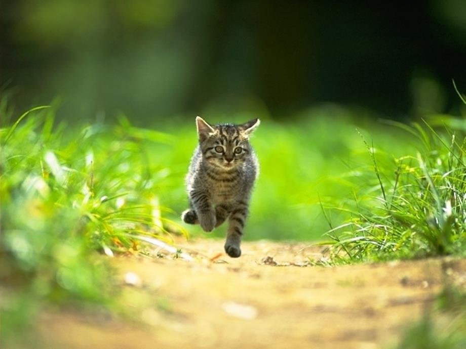 语文人教版四年级上册15猫3_第3页