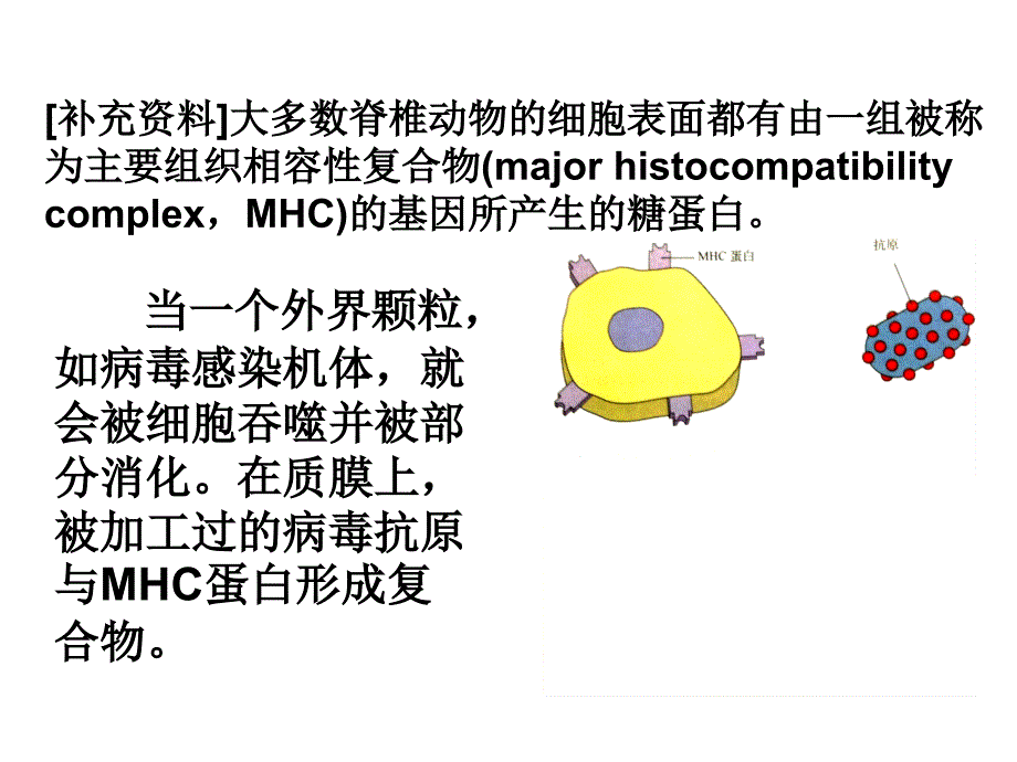 免疫调节(高中生物)_第4页