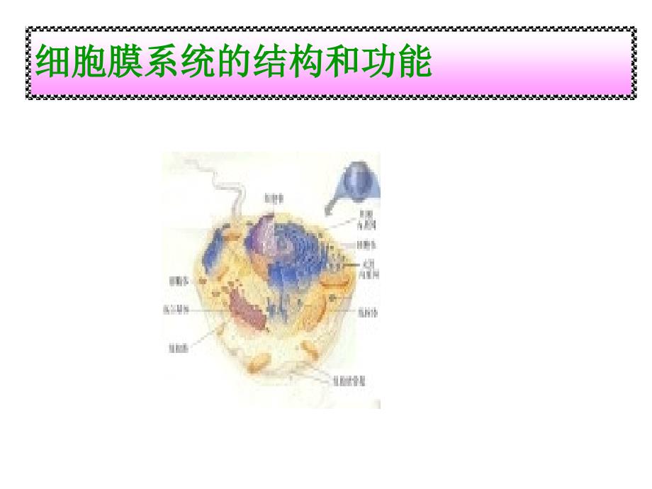 细胞膜系统的结构_第1页