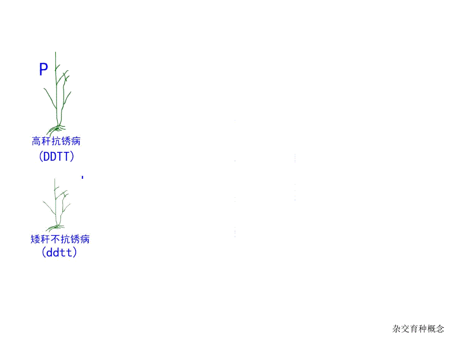 变异与育种1019075655719_第3页