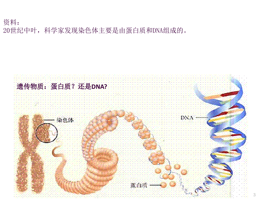 肺炎双球菌的转化实验ppt课件_第3页