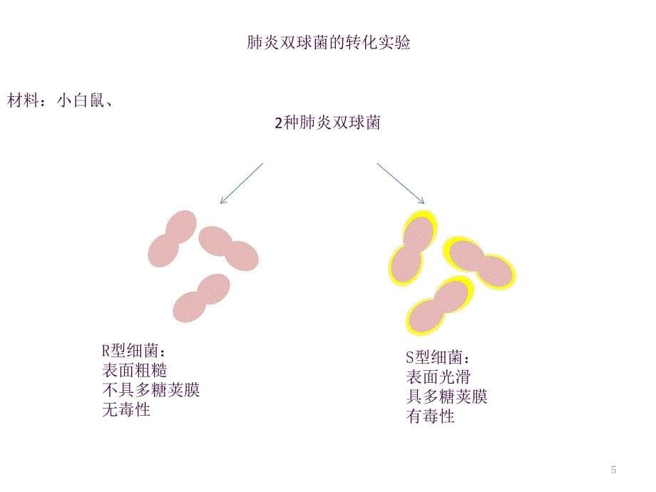 肺炎双球菌的转化实验ppt课件_第5页