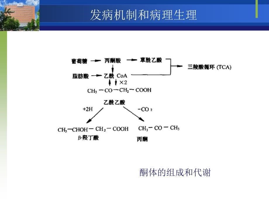 新版糖尿病的酮症酸中毒_第5页