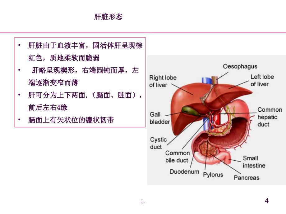 肝病讲座正常肝脏解剖和组织结构ppt课件_第4页