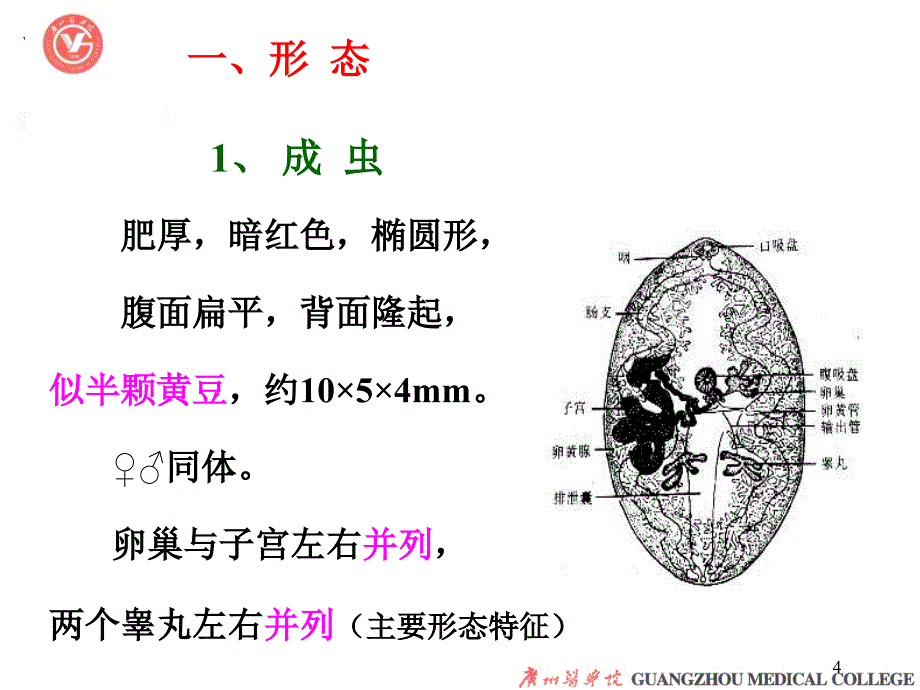 寄生虫肺吸虫PPT优秀课件_第4页