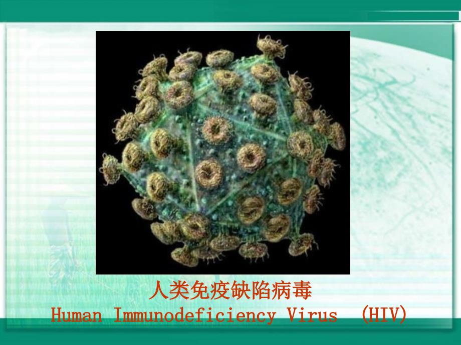 高中生物《免疫调节》课件一（35张PPT）（人教版必修3）_第4页