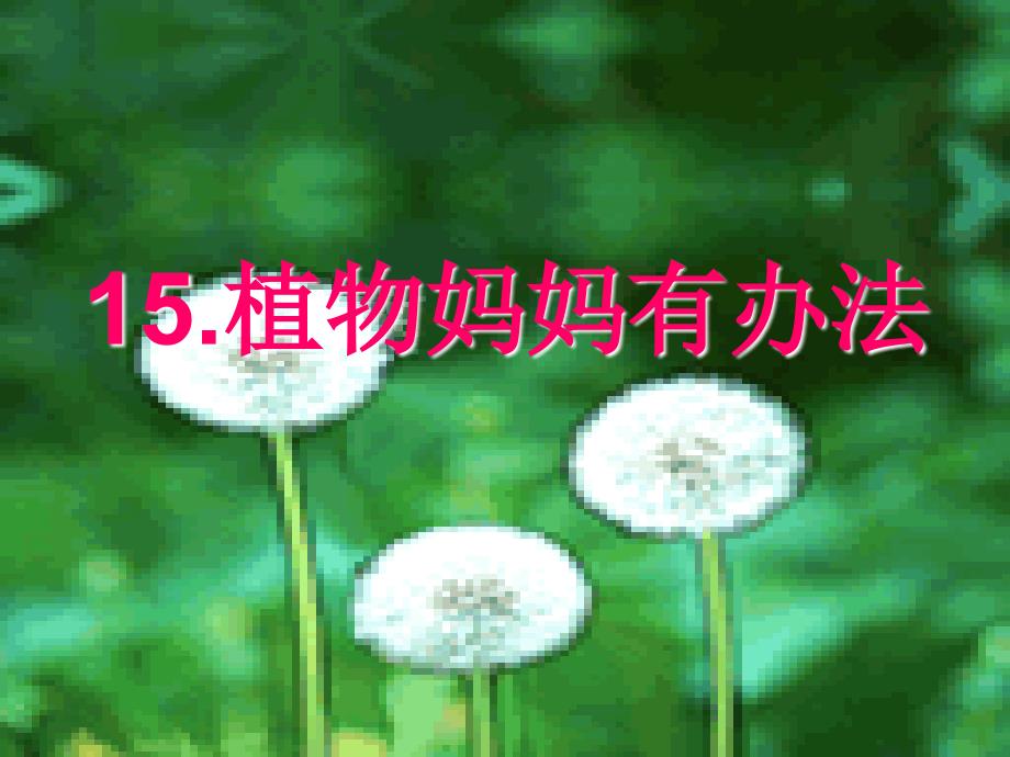 15植物妈妈有办法_第1页