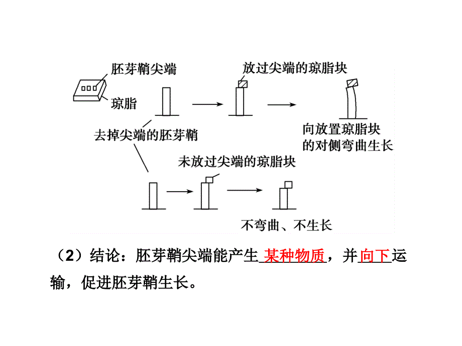 2010届高三生物植物激素调节.ppt_第3页