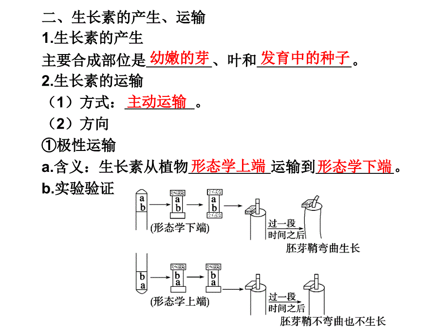 2010届高三生物植物激素调节.ppt_第4页