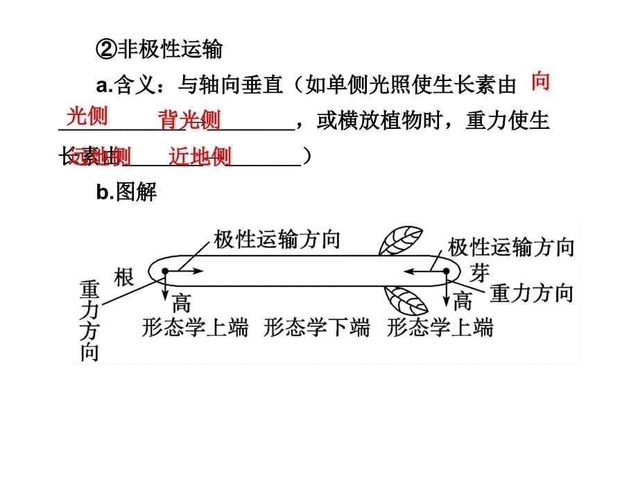 2010届高三生物植物激素调节.ppt_第5页