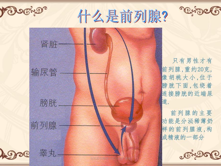 良性前列腺增生症及治疗课件_第3页