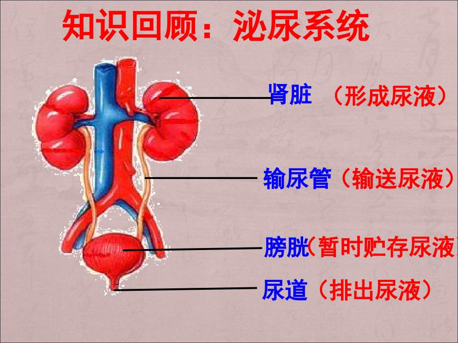 《人体内废物的排出》课件_第3页