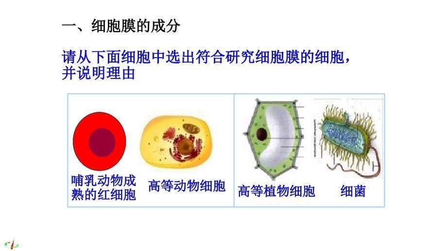 31细胞膜系统的边界教学课件_第5页