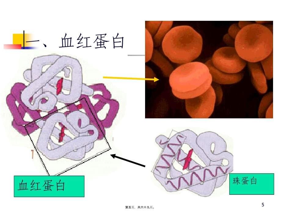 2022医学课件分子病与遗传性酶病_第5页