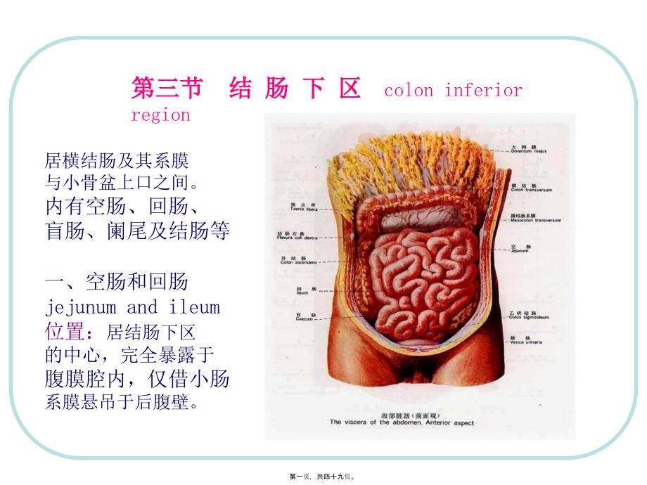 2022医学课件人体结构-腹部3_第1页