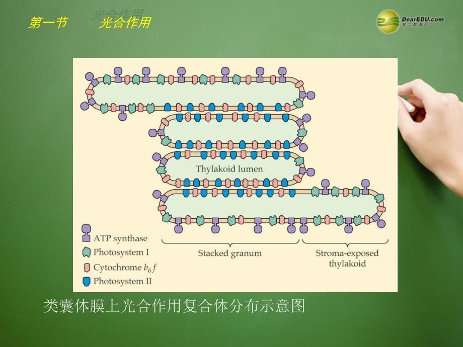 湖南省师大附中高中生物 光合作用与生物固氮课件 新人教版必修_第5页