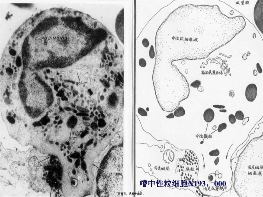 2022医学课件各类细胞电镜图_第5页