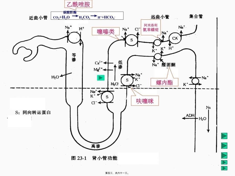 2022医学课件利尿药平喘药_第5页