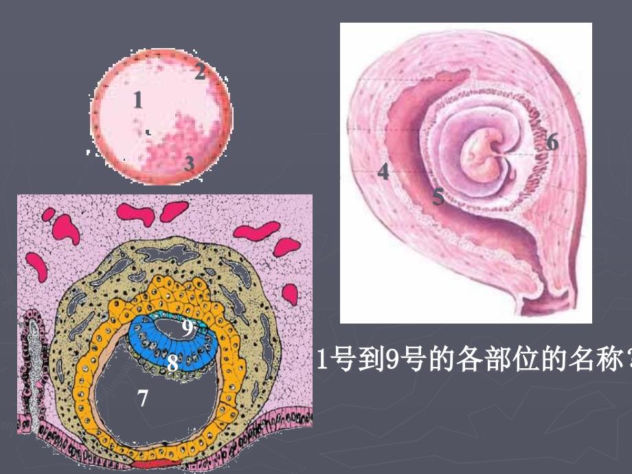 《颜面的形成》PPT课件_第2页