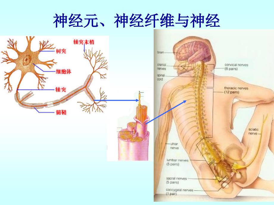 苏教版高中生物必修3第2章第2节人体生命活动的调节课件_第4页