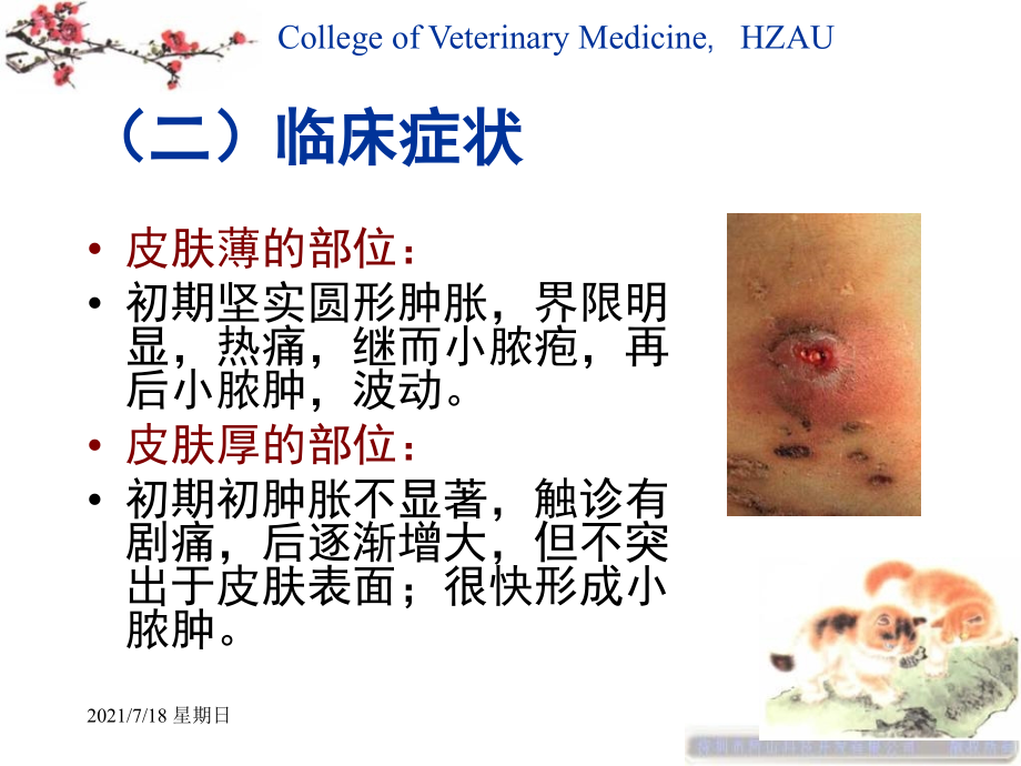 医学资料4第二章外科局部感染_第4页