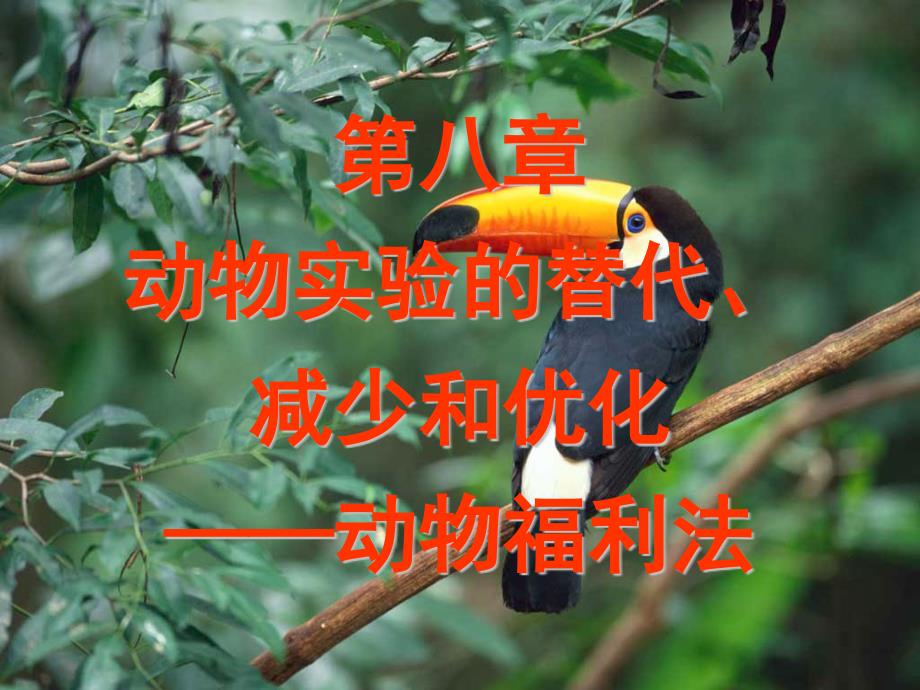 动物福利课件_第1页