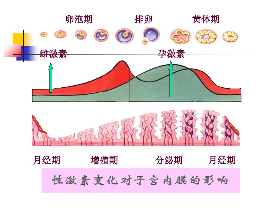 月经周期与激素变化规律_第3页