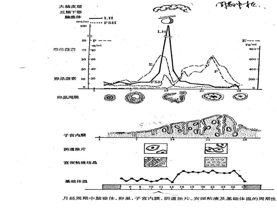 月经周期与激素变化规律_第5页