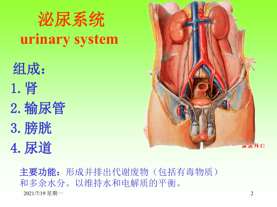 医学专题泌尿、生殖、腹膜、内分泌系统学资料_第2页