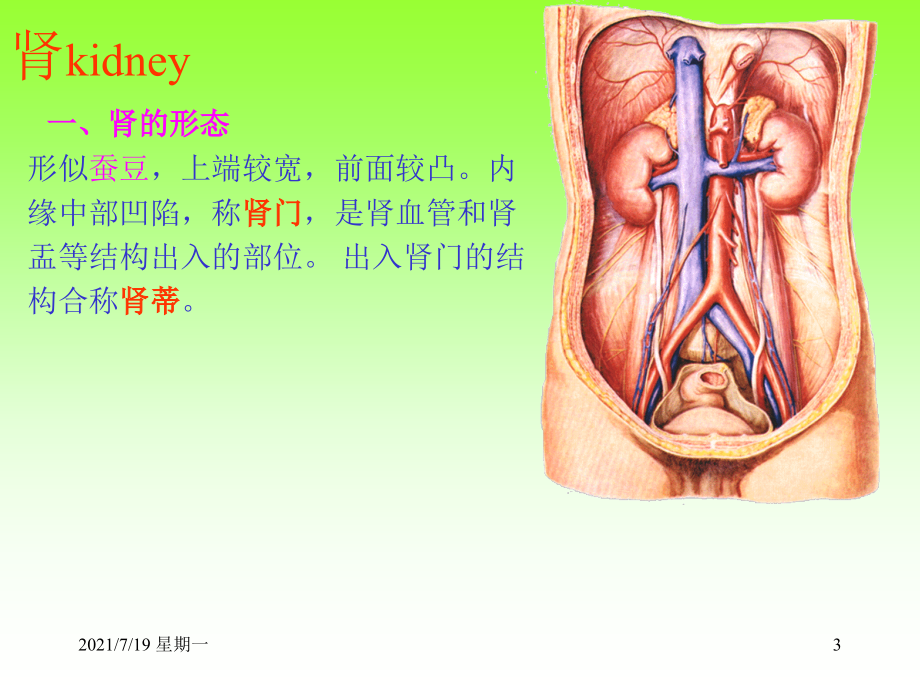 医学专题泌尿、生殖、腹膜、内分泌系统学资料_第3页