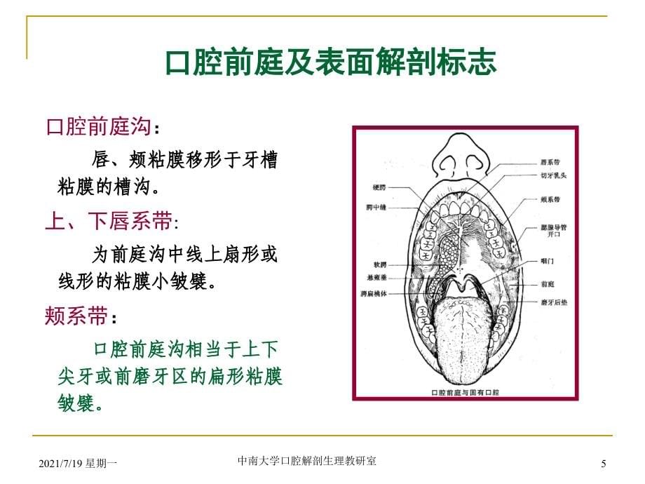 医学专题口腔基本结构_第5页