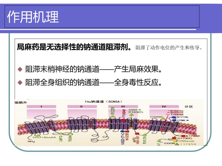 局麻药全身毒性反应_第2页