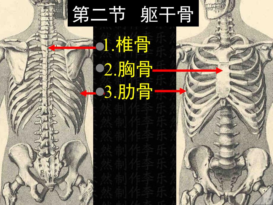 《躯干骨及其连结》PPT课件_第1页