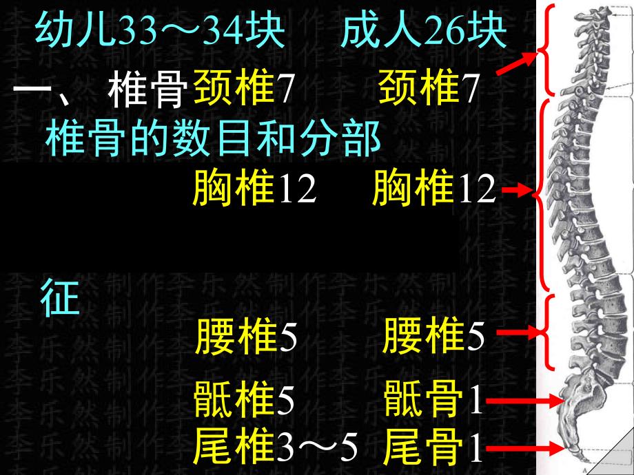 《躯干骨及其连结》PPT课件_第2页