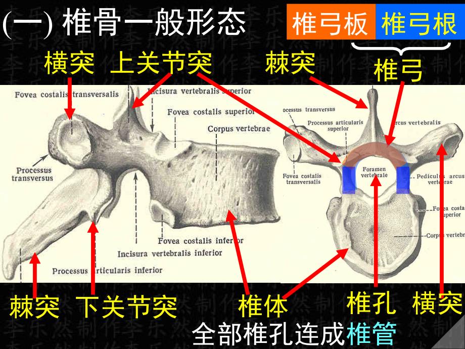 《躯干骨及其连结》PPT课件_第3页